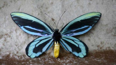  Ngẩn ngơ trước vẻ đẹp của bướm Nữ Hoàng