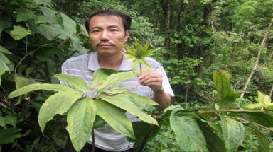  Bí mật về cửu dược nhất chi hoa