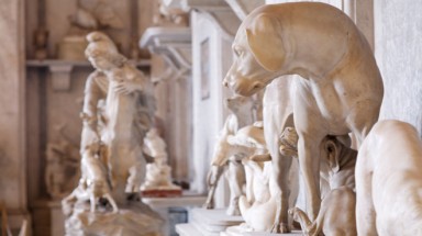  Thế giới động vật ẩn chứa sau Vatican