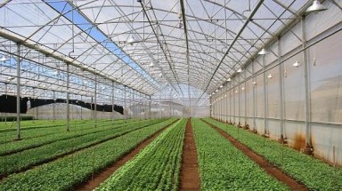   Màng phủ ni-lông kém chất lượng gây thiệt hại cho người trồng rau, hoa Đà Lạt 