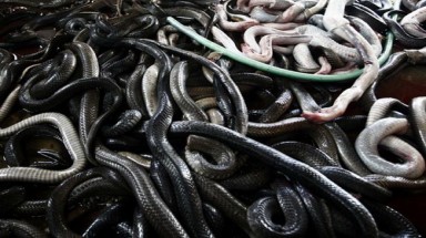 Bắt vụ vận chuyển trái phép hơn 60 kg rắn hổ mang 