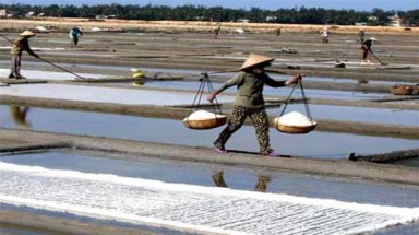 Làm gì cho diêm dân cứu lấy nghề muối