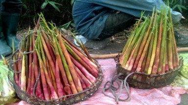  Măng trúc, của lạ Yên Tử