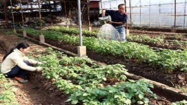  Khoai tây siêu nguyên chủng đến với vùng cao