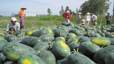  Trồng dưa hấu dưới chân ruộng hạn chế rủi ro do hạn mặn gây ra 