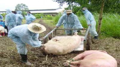  20.000 liều vắc xin phòng chống bệnh lợn tai xanh 