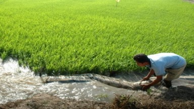  Chống xâm mặn hiệu quả bằng biện pháp thủ công