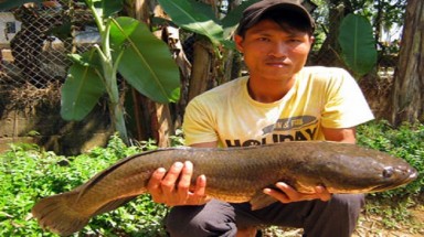 Cá Lóc khổng lồ nặng 10 kg