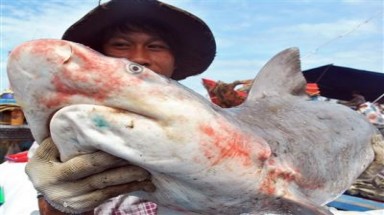  Quên mình vật lộn cùng cá "khủng"