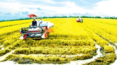 Hiệu quả từ 4 giống lúa chủ lực trên cánh đồng mẫu lớn