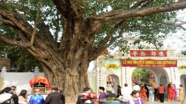 Gắn bảng "Cây di sản" cho cây Bồ đề 200 tuổi 
