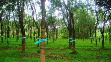   Vợ chồng người Chơro từ tay trắng thành triệu phú 