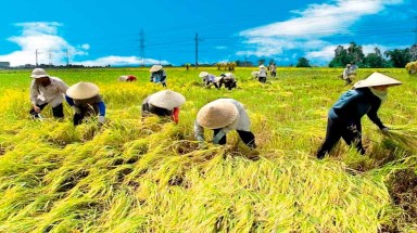 Nghịch lý lúa chất lượng thấp lại thu nhập cao hơn lúa chất lượng cao