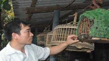 Công phu nuôi chim gáy