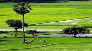  Góp ý Dự thảo Luật Đất đai (sửa đổi): Cần bảo đảm quỹ đất nông nghiệp phát triển kinh tế - xã hội 