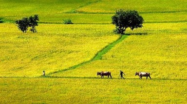   Góp ý Dự thảo Luật đất đai (sửa đổi): Nhà nước giao đất sản xuất trong thời hạn 50 năm là phù hợp 