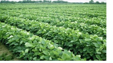  Trồng rau đậu nành và ngô bao tử cho lợi nhuận gấp 2- 3 lần trồng lúa 