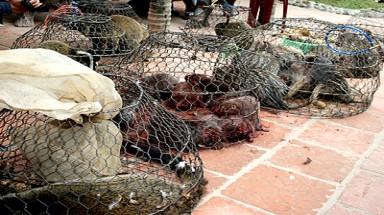  Chia sẻ kinh nghiệm ngăn chặn buôn bán, săn bắt động vật hoang dã 