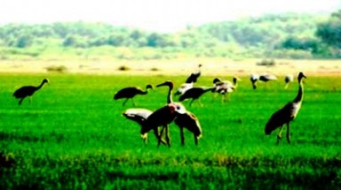  Khai thác bền vững đồng cỏ bàng Phú Mỹ kết hợp bảo tồn nghề thủ công địa phương