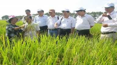  "Siêu lúa" cho lợi nhuận 40 triệu đồng/ha