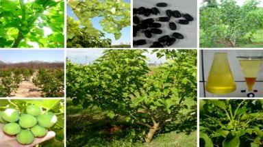  Diện tích cây trồng sinh học trên toàn cầu tăng gấp 100 lần trong gần hai thập kỷ 