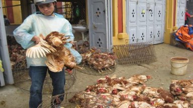 Dập tắt điểm nóng về tệ nạn gia cầm