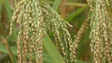  Tiền Giang: Xử lý trường hợp khảo nghiệm lúa giống trái phép 