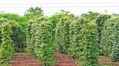  Phát triển bền vững cây hồ tiêu 