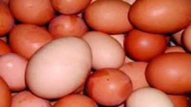 Hết "ngựa giả bò" đến "trứng hữu cơ"