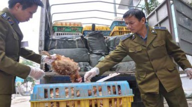  Gà thải lại tìm đường tuồn vào Hà Nội