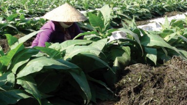  Rong chống hạn và tăng năng suất cây trồng trên cát