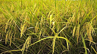  Hạn chế sử dụng giống lúa IR.50404 trong vụ hè thu ở Đồng bằng sông Cửu Long 