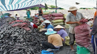  Vĩnh Long: Người Trung Quốc thu gom, nông dân đổ xô trồng khoai lang