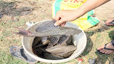  Cá lau kính "bỏ nghề" tràn ra sông ngòi
