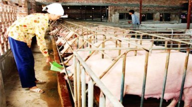  Mô hình nuôi lợn an toàn sinh học