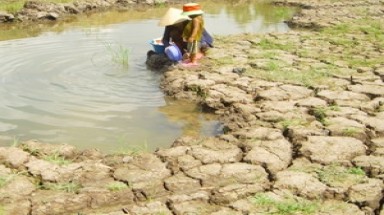  Bến Tre: Cấp bách đối phó xâm nhập mặn 