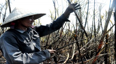  Quảng Ngãi:Thiêu sống đồng mía vì nhà máy chậm thu mua