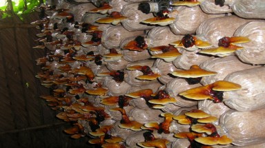  Trồng dược liệu ồ ạt, nông dân khốn khổ