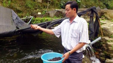 Giấc mơ cá hồi Tây Côn Lĩnh