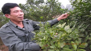  Lối thoát từ những vụ quất trái mùa