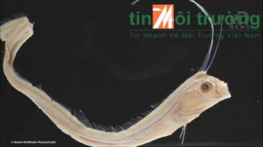  Vén màn bí mật quái vật biển
