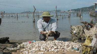  Cơn "ác mộng" từ nghêu và cá bống tượng