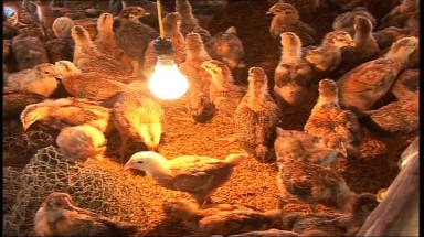  Lợi ích kép từ nuôi gà an toàn sinh học