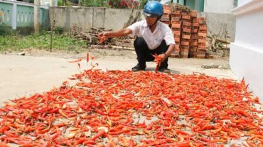  Trắng tay vì chơi với ớt Trung Quốc
