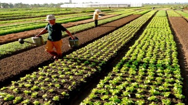  Rau an toàn VietGap, thu nhập 500 triệu đồng/ha
