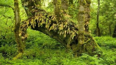  Khu rừng thiêng được người người bảo vệ