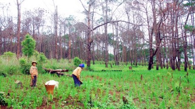    Đắk Lắk: Hạ sát 225 cây thông, 5 người bị khởi tố