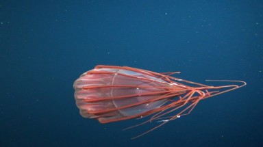  Tìm thấy Medusa dưới đáy biển sâu