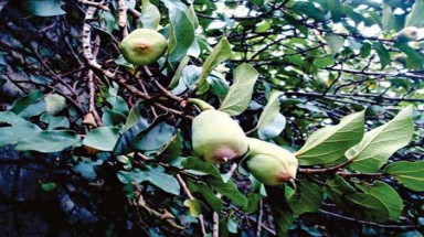  Quả thằn lằn, một người ăn, hai người vui