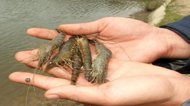 Cái "chết trắng" của đàn tôm
